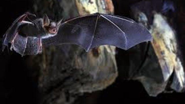 Vampir yarasalardan 'Fransız öpücüğü'
