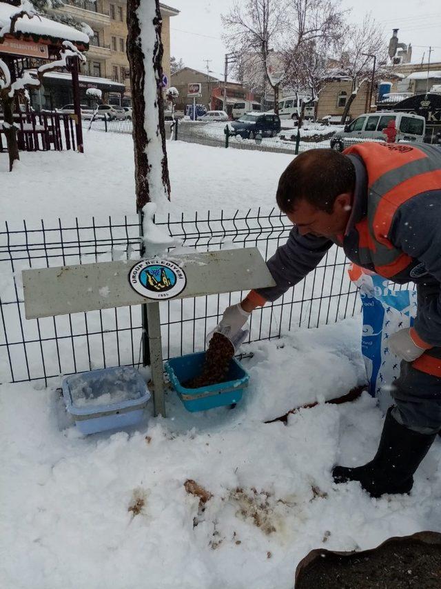 Ürgüp Belediyesi karlı havada sokak hayvanlarını unutmadı