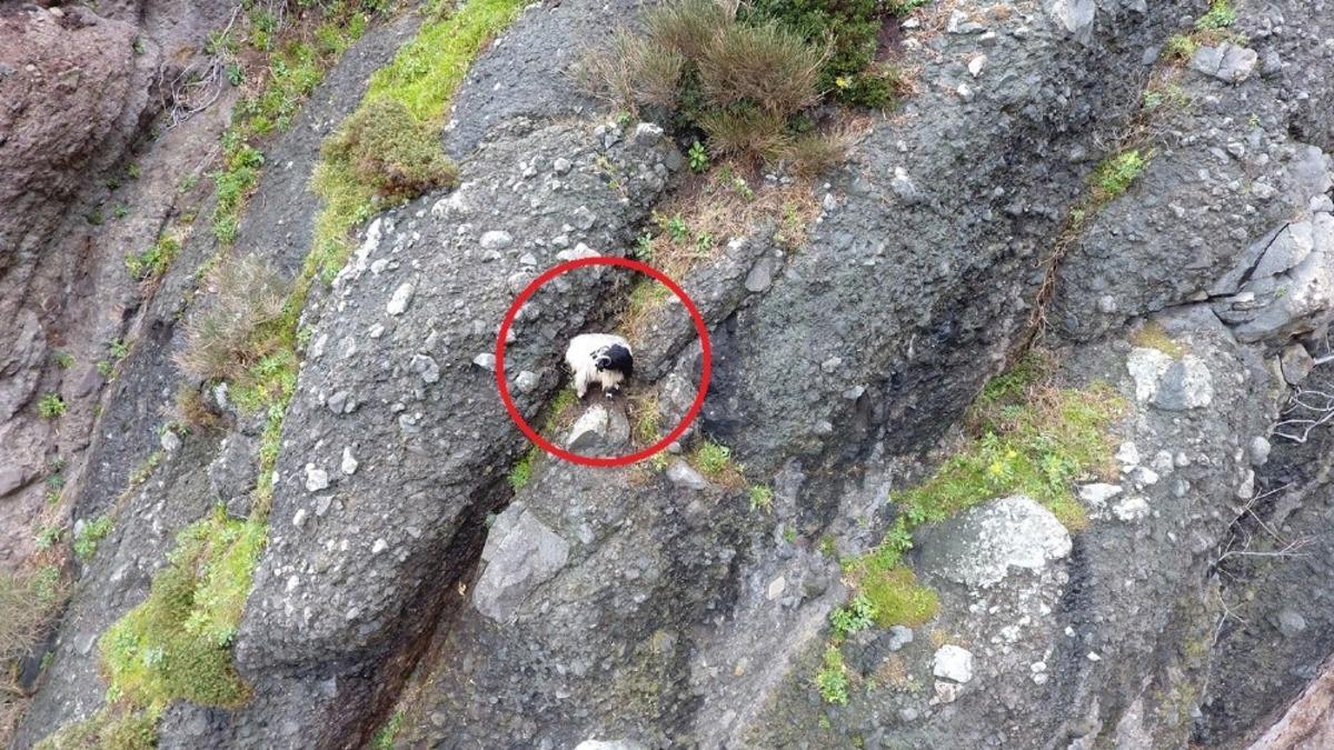 2 g&uuml;nd&uuml;r mahsur kalan ke&ccedil;i kurtarılmayı bekliyor