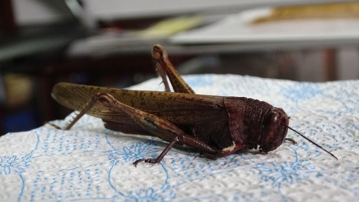 Prof. Dr. Aslan: Bizim bölgemizde de tahribata yol açan çekirge türleri var G2