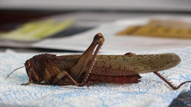 Prof. Dr. Aslan: Bizim bölgemizde de tahribata yol açan çekirge türleri var G4