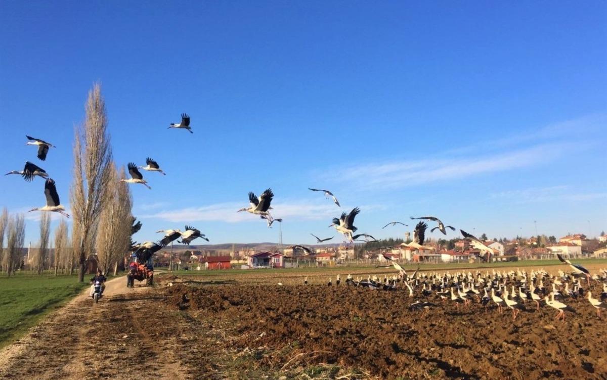 Y&uuml;zlerce leylek yakından g&ouml;r&uuml;nt&uuml;lendi