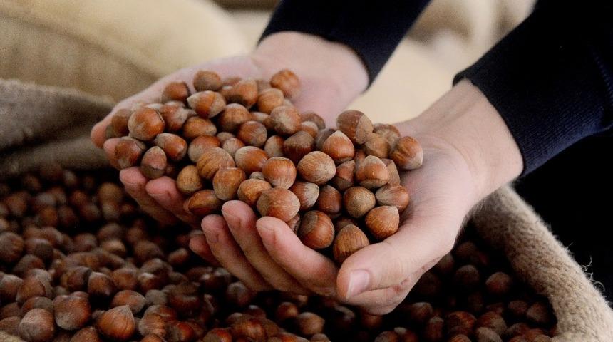 AB &uuml;lkelerine iki ayda 5 bin 156 ton 522 kilo fındık ihra&ccedil; edildi