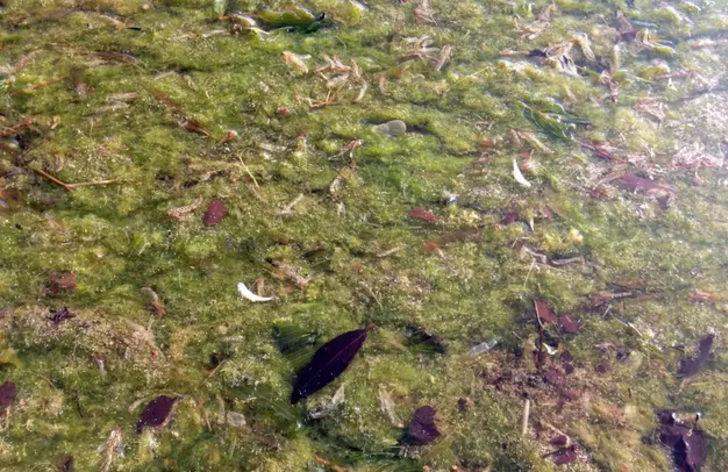 Eber Gölü'nün de suyu çürüdü G3