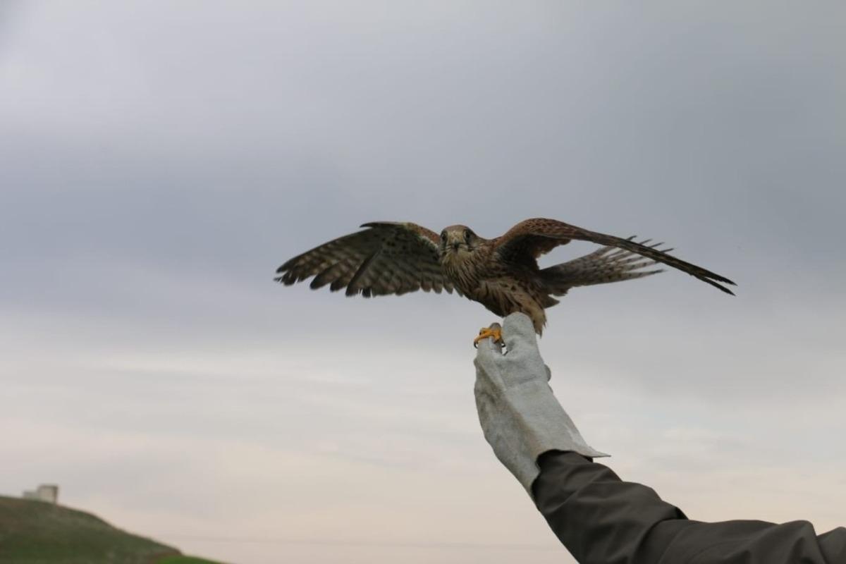 Siirt&rsquo;te tedavi edilen atmaca doğaya salındı