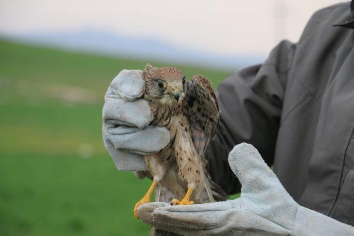 Siirt’te tedavi edilen atmaca doğaya salındı G2