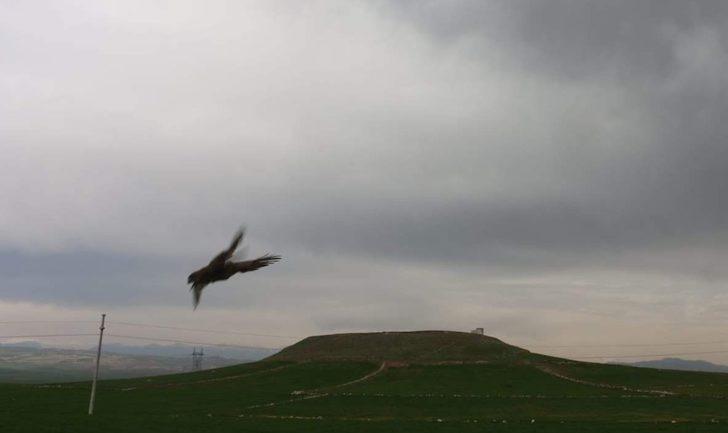 Siirt’te tedavi edilen atmaca doğaya salındı G3