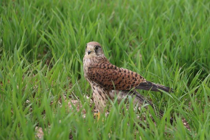 Siirt’te tedavi edilen atmaca doğaya salındı G4