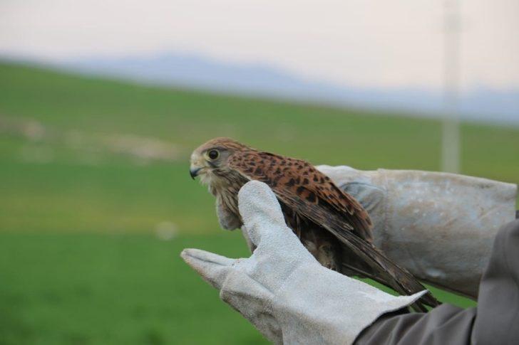 Siirt’te tedavi edilen atmaca doğaya salındı G5