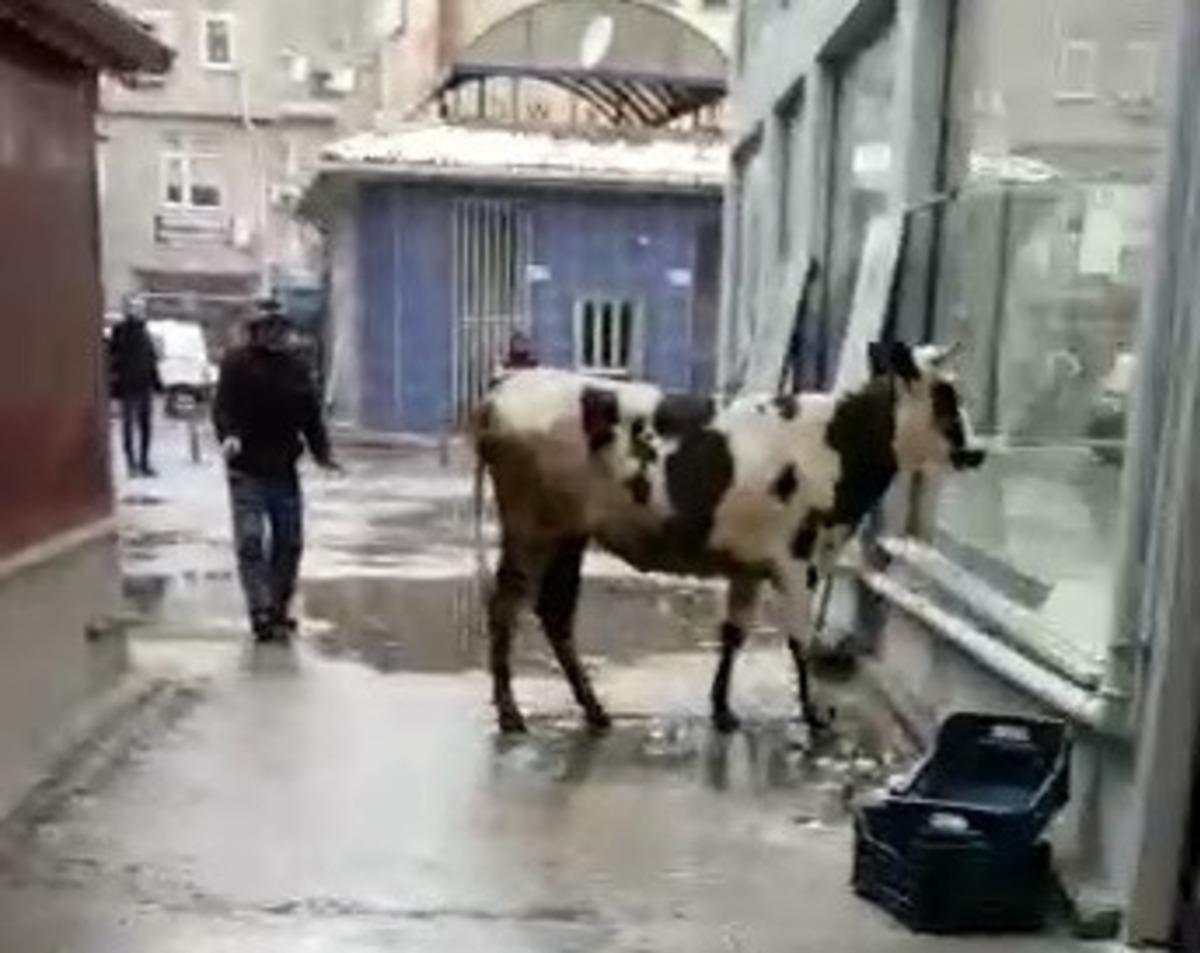 Sahibinden ka&ccedil;an d&uuml;ve, zor anlar yaşattı