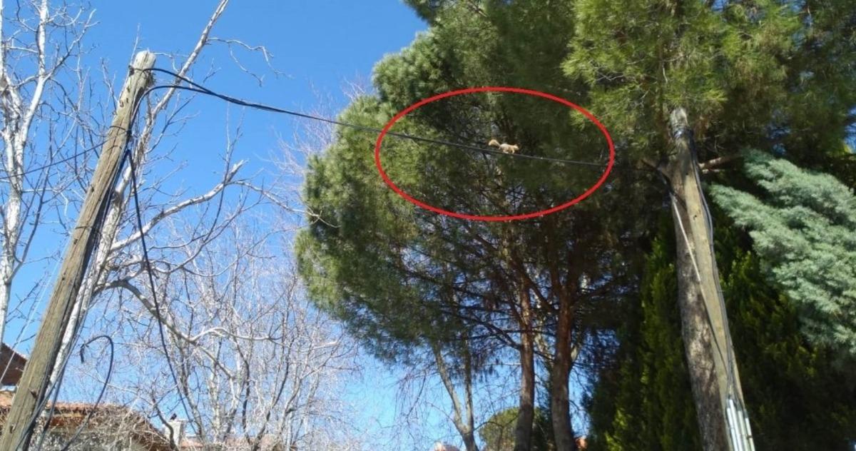 Selendi&rsquo;de sokaklar sincaplara kaldı