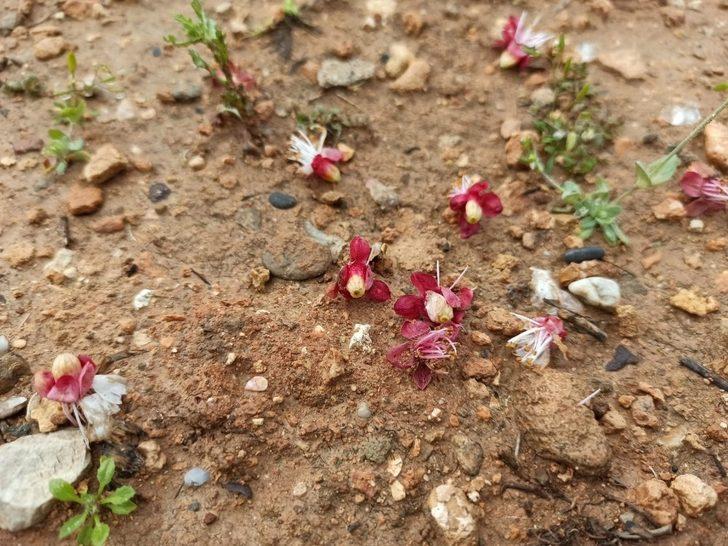 Gercüş’te aşırı yağış ve don meyve ağaçlarına zarar verdi G1