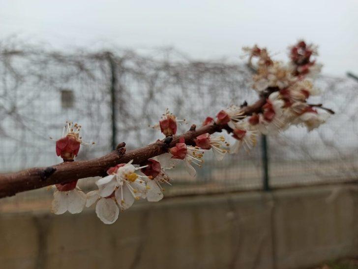 Gercüş’te aşırı yağış ve don meyve ağaçlarına zarar verdi G2