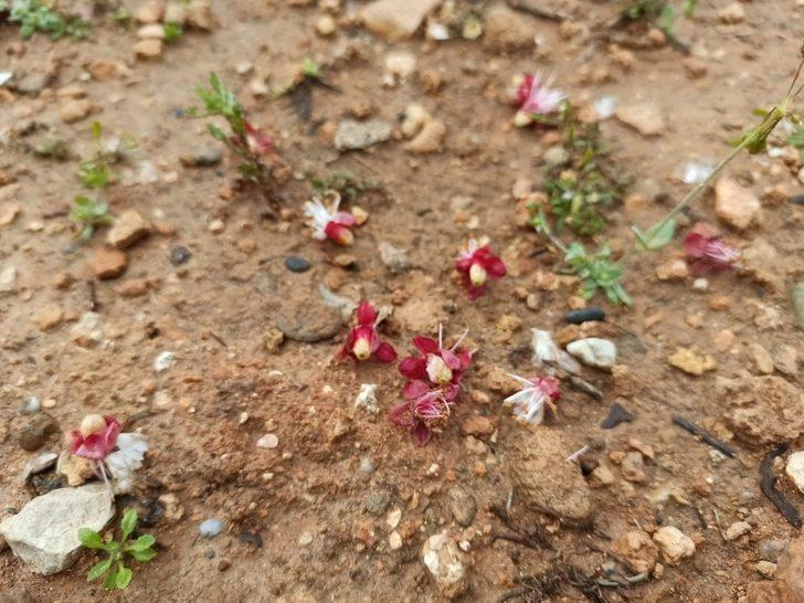 Gercüş’te aşırı yağış ve don meyve ağaçlarına zarar verdi G3