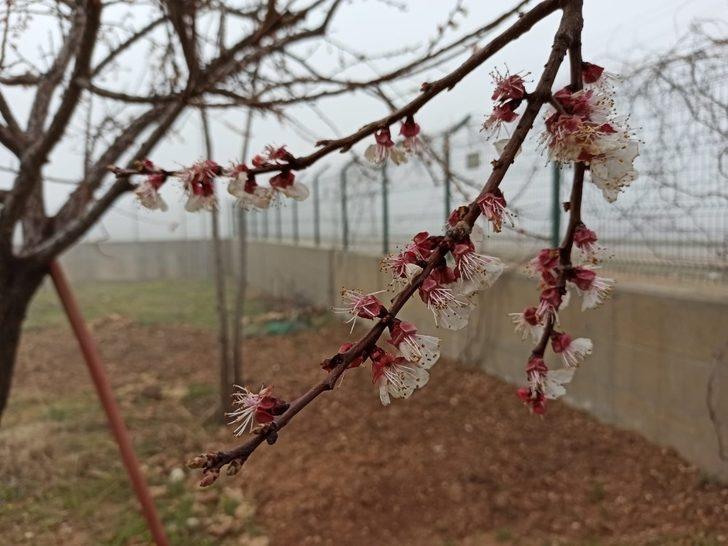 Gercüş’te aşırı yağış ve don meyve ağaçlarına zarar verdi G4