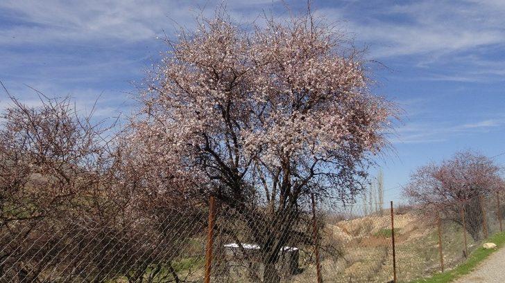Gercüş’te aşırı yağış ve don meyve ağaçlarına zarar verdi G5