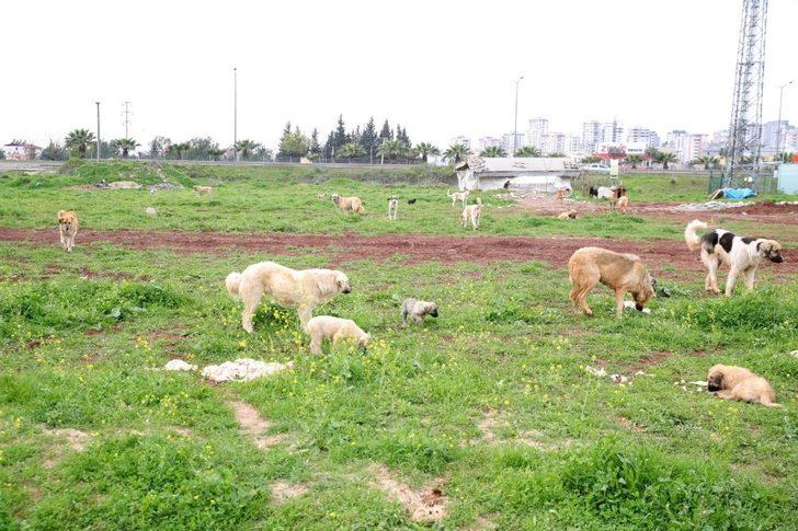 Sokak hayvanları aç kalmayacak G3