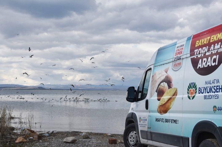 Doğadaki hayvanlara yiyecek takviyesi G2