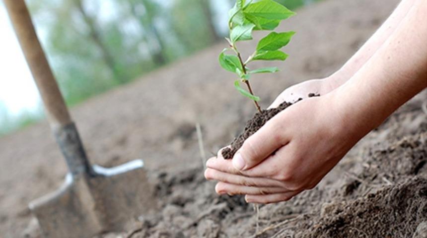 Ordu’da 335 bin fidan 450 bin ton karbon depoladı