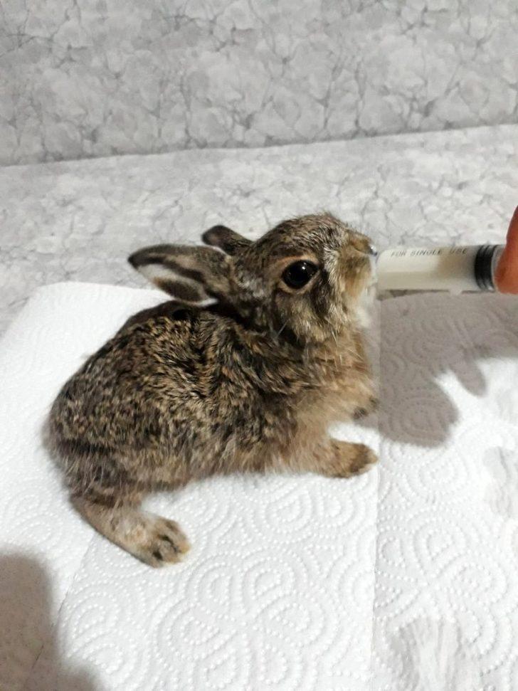 Ormanda ölmek üzereyken bulduğu tavşana gözü gibi bakıyor G3