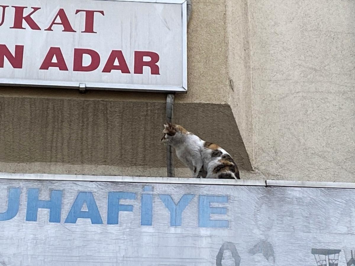 İtfaiye ve mahalle sakinlerinin kedi ile imtihanı