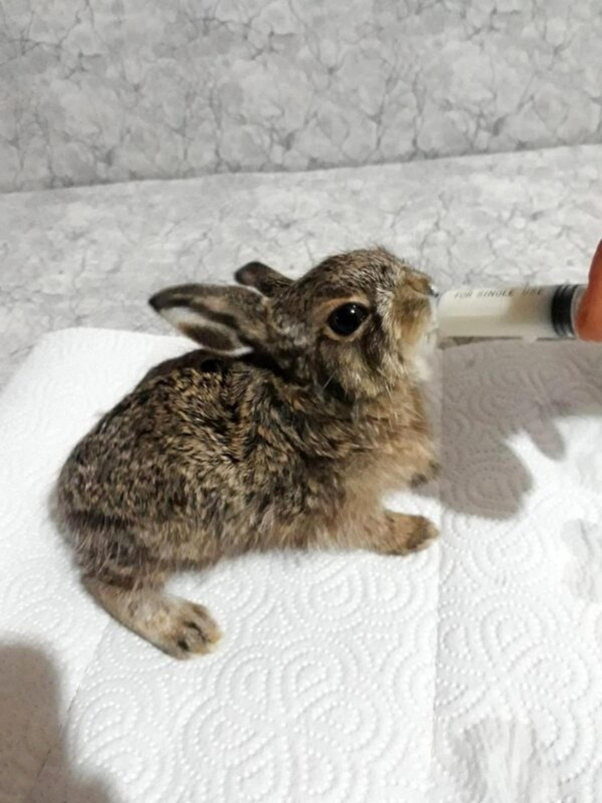 Ormanda &ouml;lmek &uuml;zereyken bulduğu tavşana g&ouml;z&uuml; gibi bakıyor