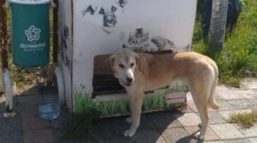 S&uuml;leymanpaşa&rsquo;da sokak hayvanları i&ccedil;in mama ve su desteği