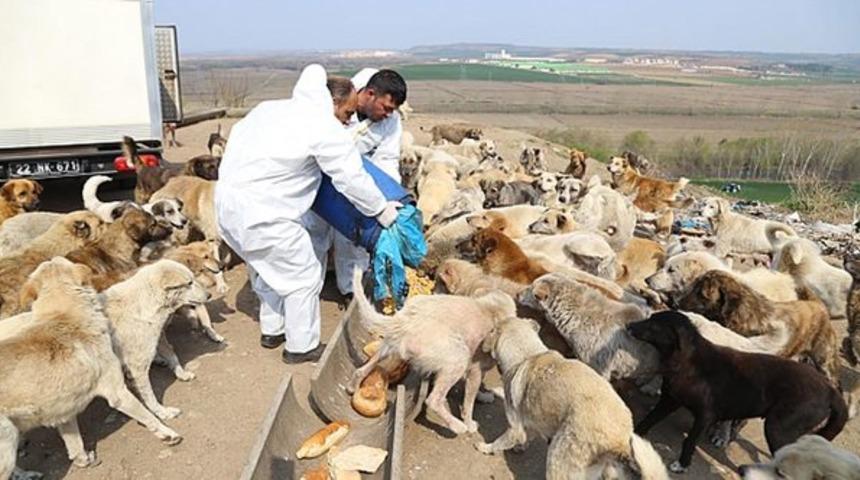 Edirne'de sokak hayvanlarına yiyecek takviyesi