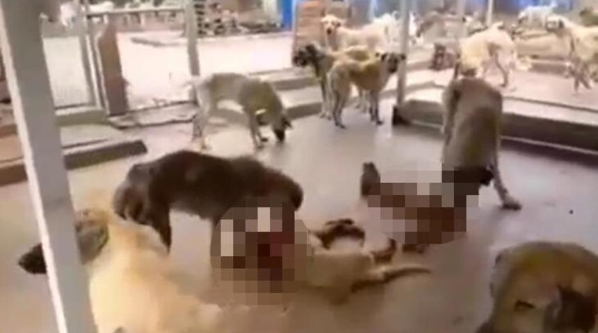 Koronavirüsten sonra korkunç iddia: Köpekler birbirini yedi