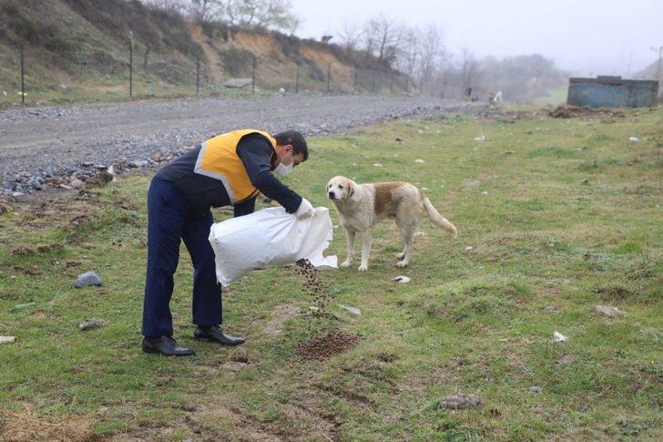 Eyüpsultan’da sokak hayvanları için besleme çalışmaları G2