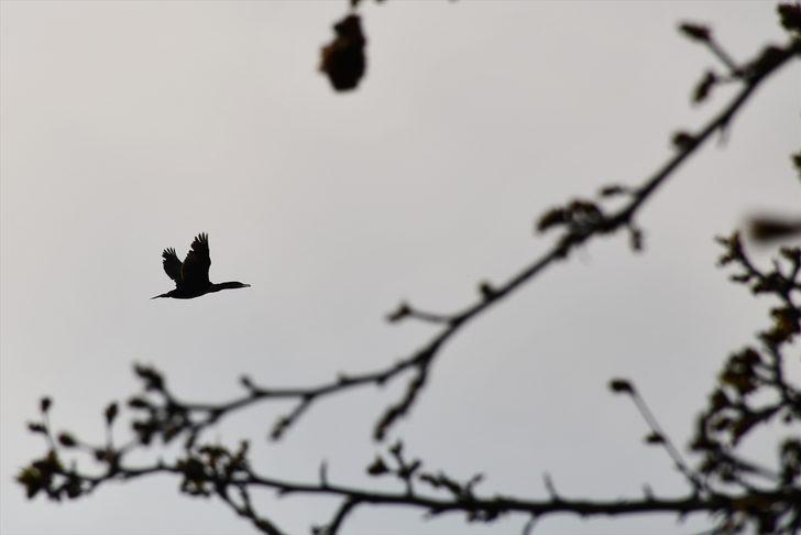 Adala Kanyonu görenleri büyülüyor G1