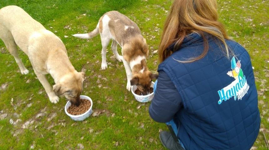 Kocaeli&rsquo;de sokak hayvanları unutulmuyor
