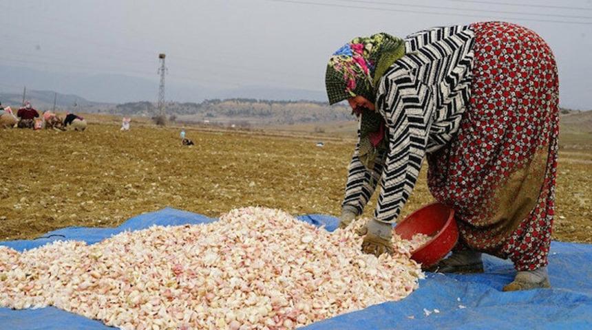 Koronavirüs, sarımsağın da ateşini yükseltti! 60 TL’ye satılmaya başlandı