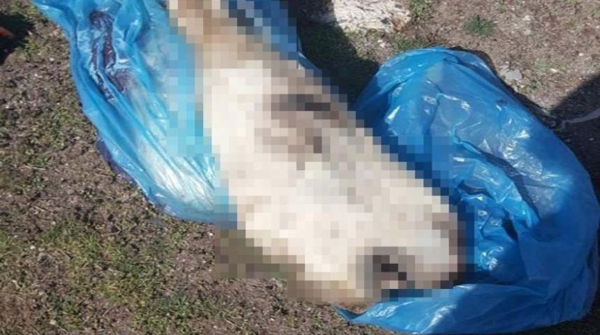 Ka&ccedil;ak hayvan eti operasyonunda 2 kişiye 27 bin 868 TL para cezası kesildi