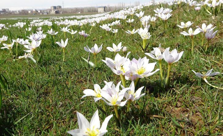 Baharın müjdecisi kardelenler Muş Ovası’nı süsledi G1