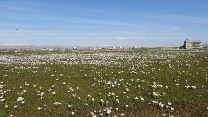Baharın müjdecisi kardelenler Muş Ovası’nı süsledi G2