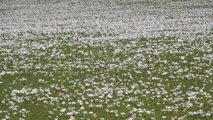 Baharın müjdecisi kardelenler Muş Ovası’nı süsledi G3