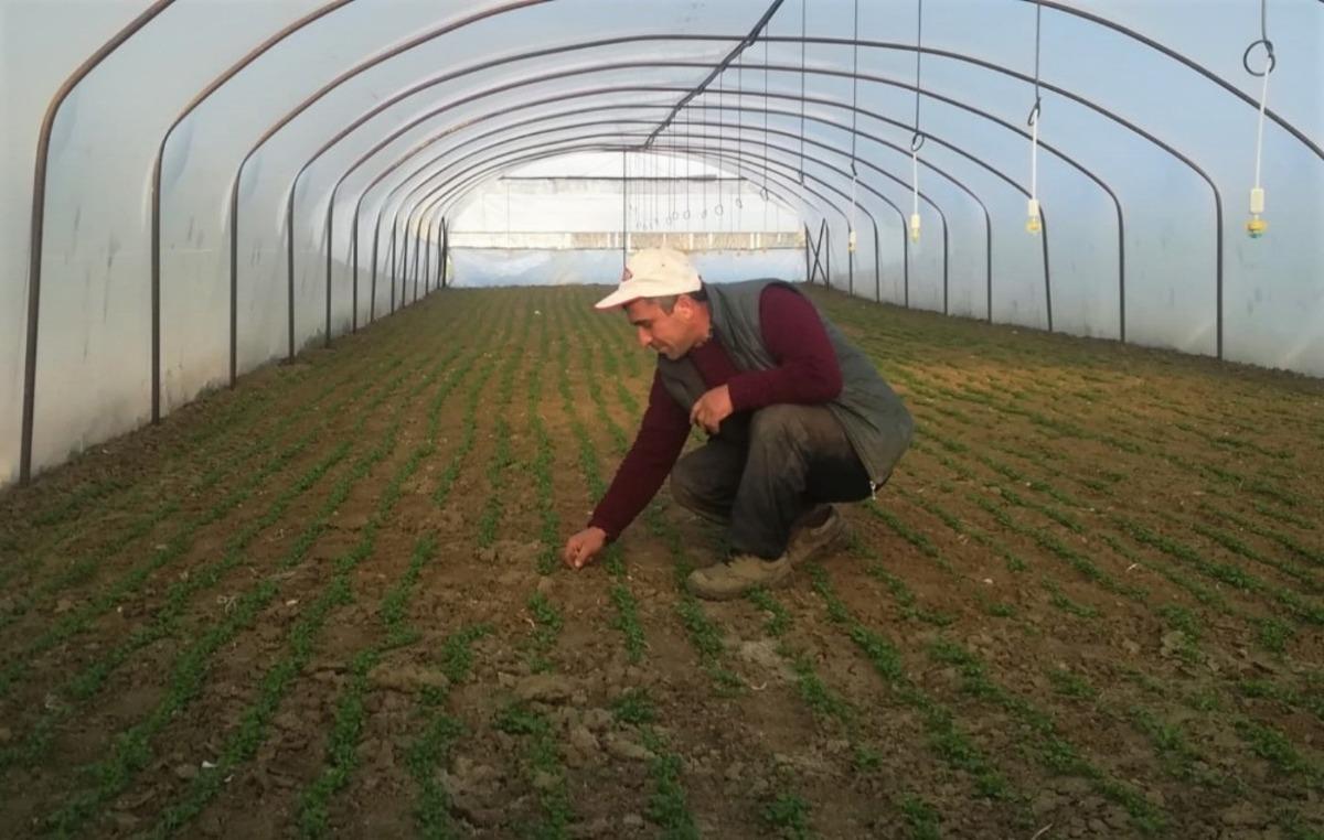 Sebze &uuml;reticisi k&uuml;&ccedil;&uuml;lmeye gitti