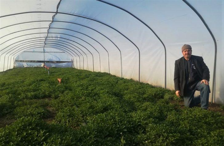 Sebze üreticisi küçülmeye gitti G4