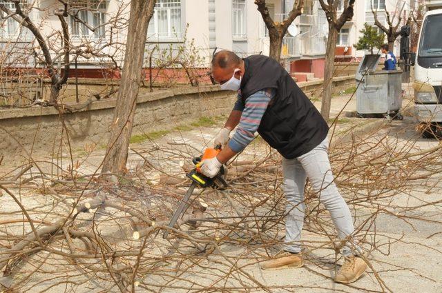 Akşehir’de ağaçlandırma ve budama çalışmaları sürüyor