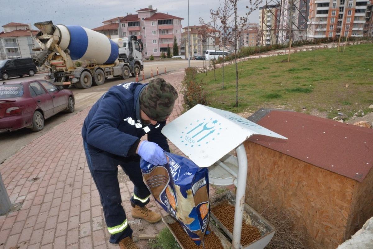 Bilecik Belediyesi sokak hayvanlarını unutmadı