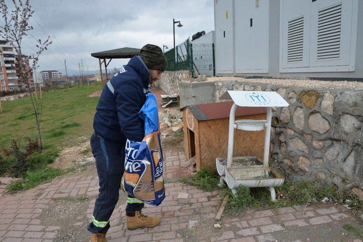 Bilecik Belediyesi sokak hayvanlarını unutmadı G4