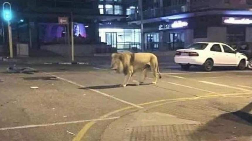 Putin insanları evde tutmak i&ccedil;in 800 aslanı sokağa mı saldı?