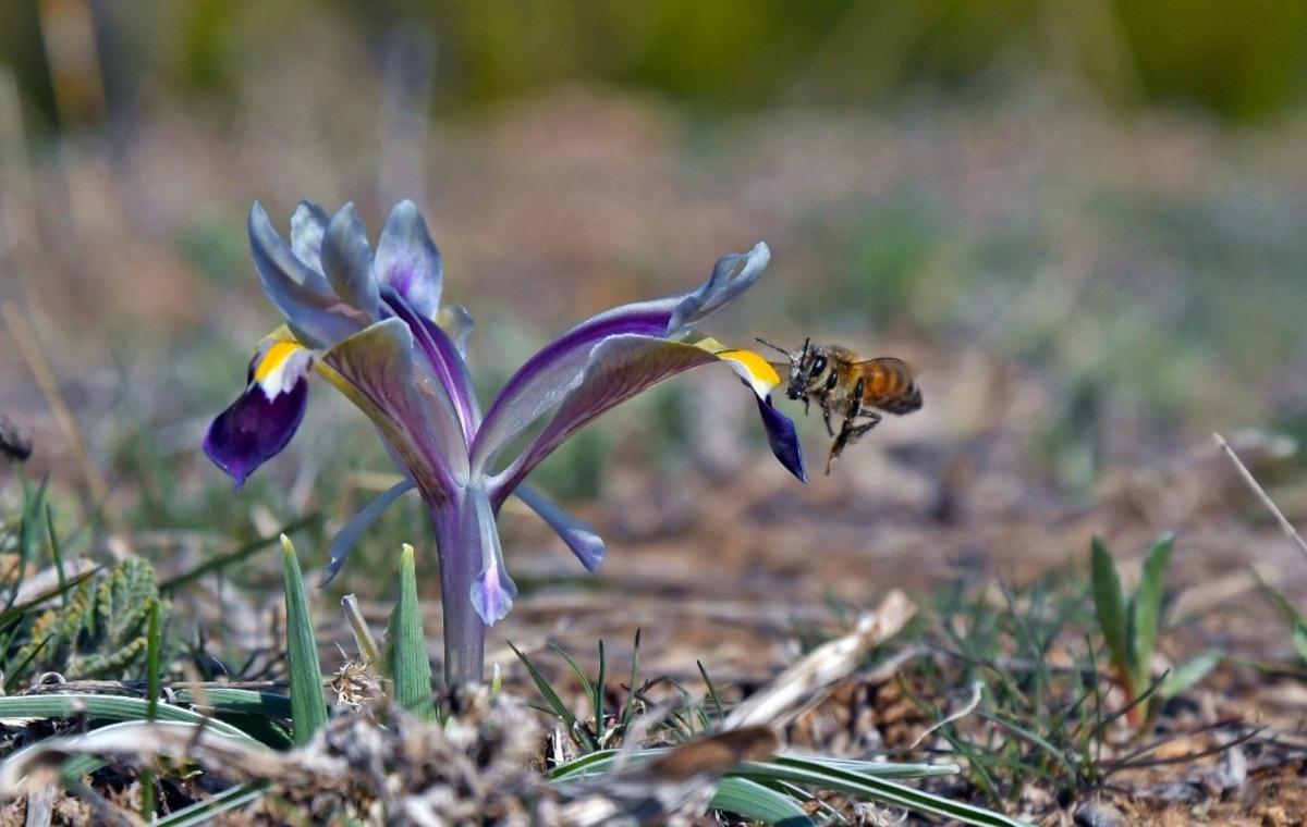 Tunceli&rsquo;de bahar &ccedil;i&ccedil;ekleri a&ccedil;tı