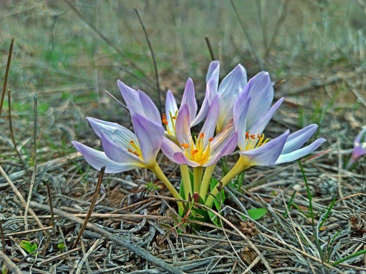 Tunceli’de bahar çiçekleri açtı G2