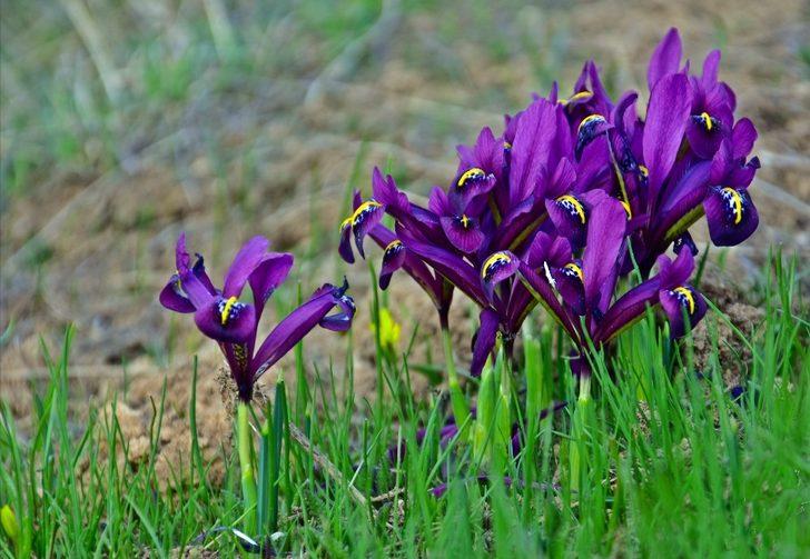 Tunceli’de bahar çiçekleri açtı G3