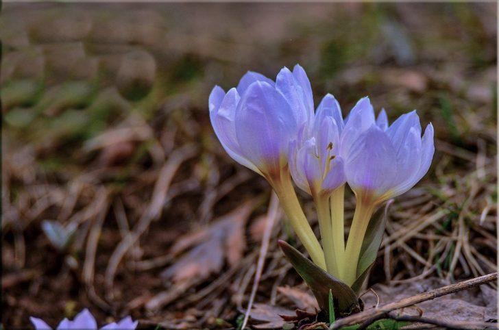 Tunceli’de bahar çiçekleri açtı G4