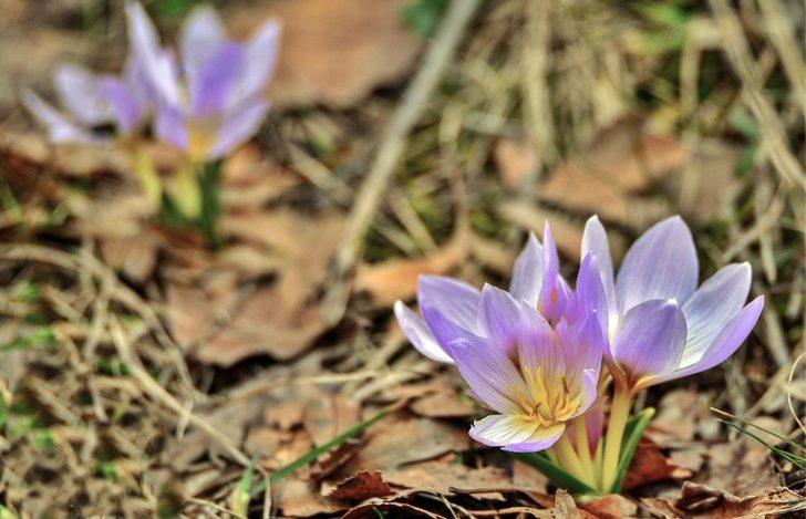 Tunceli’de bahar çiçekleri açtı G5