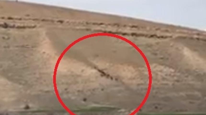 Elazığ&rsquo;da domuz s&uuml;r&uuml;s&uuml; g&ouml;r&uuml;nt&uuml;lendi