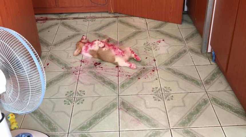 Korku filminden &ccedil;ıkmış bir sahne gibi! Ejder meyvesi yiyen k&ouml;pek viral oldu